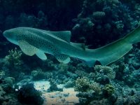 מיצרי גוּבָּאל, שִעָאב אבּו נְחָאס, טִיסֶלְגוֹרְם וראס מוחמד 10-15 באוקטובר – 5 ימי צלילה