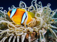 מיצרי טיראן וראס מוחמד 14-18 באוקטובר – 4 ימי צלילה