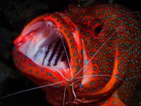 צלילה למעמקים פנימיים בשילוב ספארי צלילה במיצרי טיראן וראס מוחמד 21-24 באוקטובר – 3 ימי צלילה